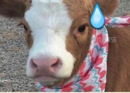 娱乐吃瓜酱雪貂,娱乐界的“雪貂酱”现象解析