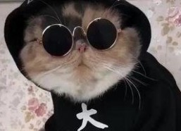 吃瓜娱乐的喵哥是谁啊图片,吃瓜娱乐界的神秘喵星人